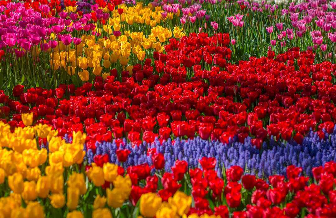 En Güzel Çiçekler: En Güzel Çiçekler Hakkında Daha Önce Duymadığınız