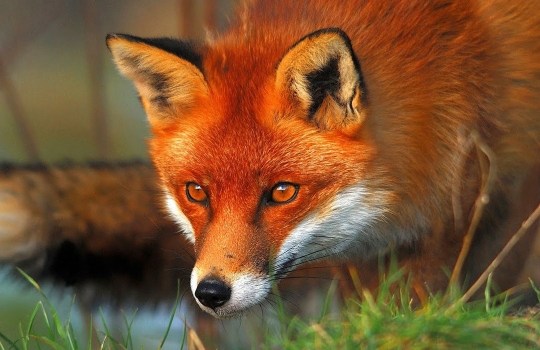 red-fox-lisste-1553068749.jpg