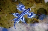 Blue_dragon-glaucus_atlanticus_lisste-1552983240.jpg