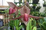 altin-kinabalu-orkidesi-1551682607.jpg