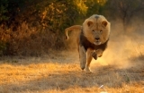 lion-running-lisste-1553064458.jpg
